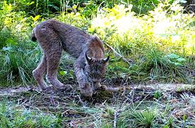 Afbeeldingsresultaat voor lynx
