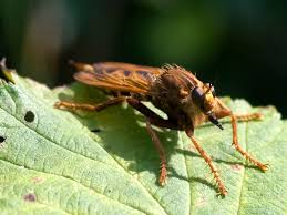 Attēlu rezultāti vaicājumam “Asilus crabroniformis”