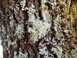 Attēlu rezultāti vaicājumam “Evernia prunastri”