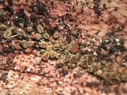 Attēlu rezultāti vaicājumam “Hyphodiscus hymeniophilus”