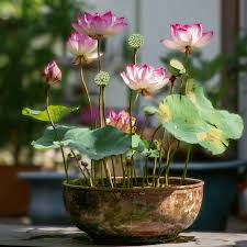 Attēlu rezultāti vaicājumam “Lotus sp. bud”