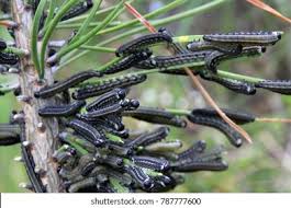 Attēlu rezultāti vaicājumam “Neodiprion sertifer”