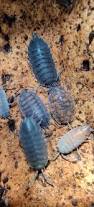 Attēlu rezultāti vaicājumam “Porcellio scaber”