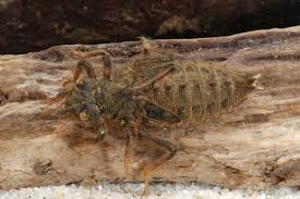 Attēlu rezultāti vaicājumam “Ophiogomphus cecilia”