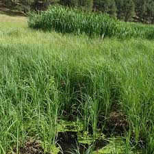 Attēlu rezultāti vaicājumam “Carex atherodes”