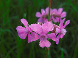 Attēlu rezultāti vaicājumam “Silene viscaria”