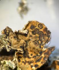 Attēlu rezultāti vaicājumam “Erythricium aurantiacum”