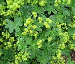 Attēlu rezultāti vaicājumam “Alchemilla subcrenata  flower”