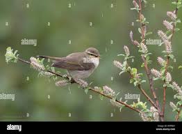 Image result for Phylloscopus borealis