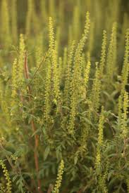 Attēlu rezultāti vaicājumam “Ambrosia artemisiifolia”