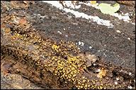 Attēlu rezultāti vaicājumam “Cribraria sp.”