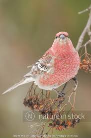 Image result for Pinicola enucleator