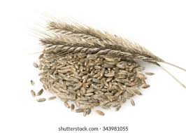 Image result for Secale cereale