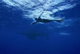 Image result for Discover Swimming