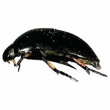 Attēlu rezultāti vaicājumam “Hydrophilidae”