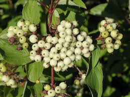 Attēlu rezultāti vaicājumam “Cornus sericea fruit”
