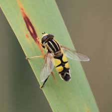 Attēlu rezultāti vaicājumam “Helophilus sp.”