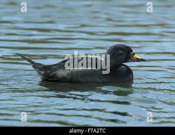 Attēlu rezultāti vaicājumam “Melanitta nigra male”