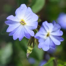 Image result for Browallia speciosa