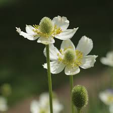 Attēlu rezultāti vaicājumam “Anemone ranunculoides flower”