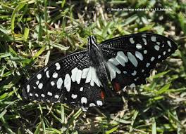 Image result for Mole Valley Bowmen