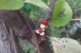 Attēlu rezultāti vaicājumam “Celastrus flagellaris”