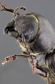 Attēlu rezultāti vaicājumam “Spondylis buprestoides”