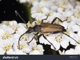 Attēlu rezultāti vaicājumam “Anastrangalia sanguinolenta”