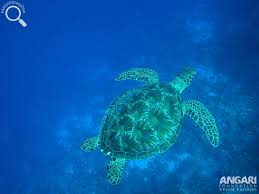 Image result for Chelonia mydas