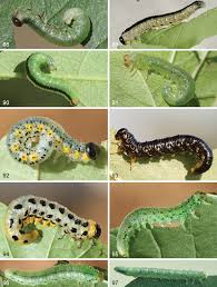 Attēlu rezultāti vaicājumam “Nematus salicis”