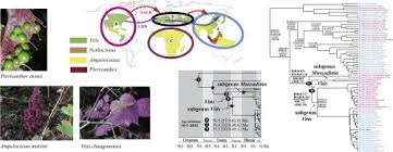 Attēlu rezultāti vaicājumam “Vitaceae”