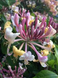 Attēlu rezultāti vaicājumam “Lonicera”