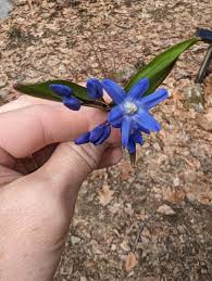 Attēlu rezultāti vaicājumam “Scilla siberica bud”