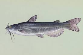 Image result for Ameiurus catus