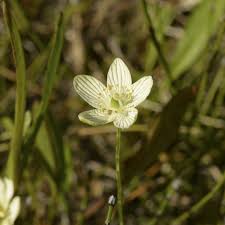 Attēlu rezultāti vaicājumam “Parnassiaceae”