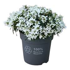 Image result for Schleifenblume