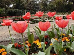 Attēlu rezultāti vaicājumam “Tulipa gesneriana flower”