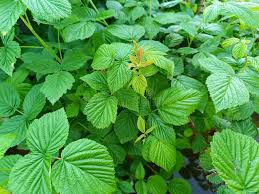 Attēlu rezultāti vaicājumam “Rubus idaeus leaf”