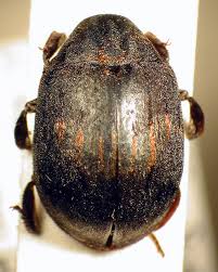 Attēlu rezultāti vaicājumam “Byrrhidae”