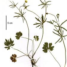Attēlu rezultāti vaicājumam “Ranunculus auricomus leaf”