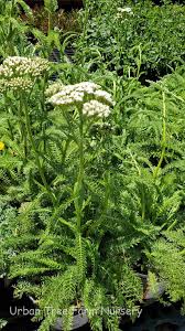 Attēlu rezultāti vaicājumam “Achillea millefolium”