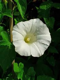 Attēlu rezultāti vaicājumam “Calystegia sepium”