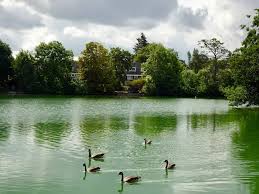 Image result for Octopushy (Croydon Area)