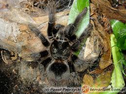 Znalezione obrazy dla zapytania Grammostola grossa
