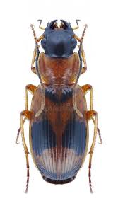 Attēlu rezultāti vaicājumam “Badister bullatus”