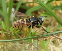 Attēlu rezultāti vaicājumam “Temnostoma vespiforme”