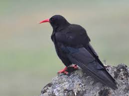 Image result for Pyrrhocorax pyrrhocorax