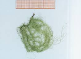 Attēlu rezultāti vaicājumam “Usnea filipendula”