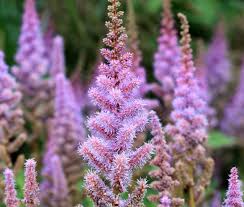 Attēlu rezultāti vaicājumam “Astilbe chinensis”