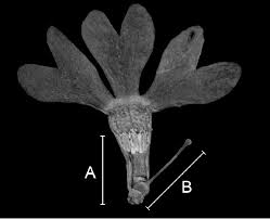 Attēlu rezultāti vaicājumam “Primula farinosa flower”